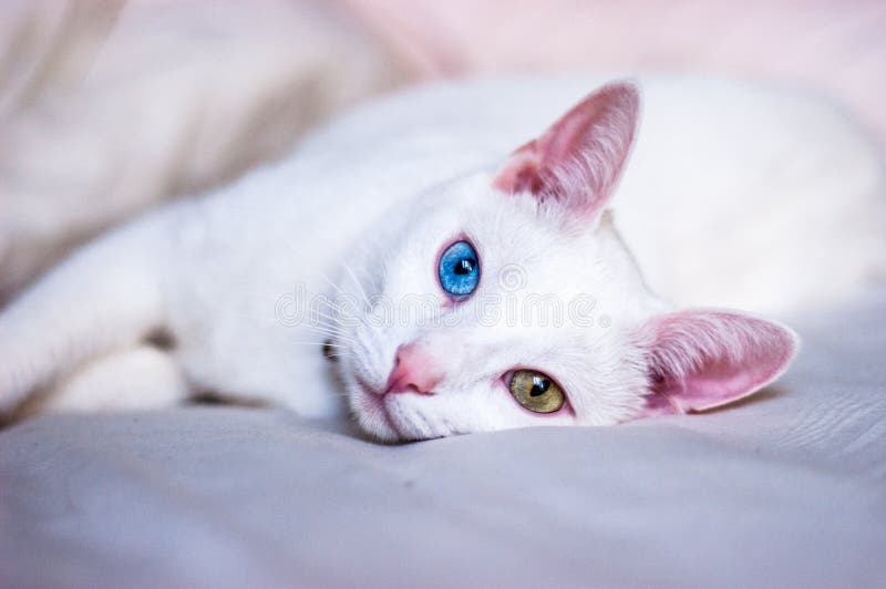 Weiße Katze, die versuchen zu schlafen, verschiedene farbige Augen, rosa Ohren und Nase stockfotografie Weiße Katze, die versuchen zu schlafen, verschiedene farbige Augen, rosa Ohren und Nase stockfotografie