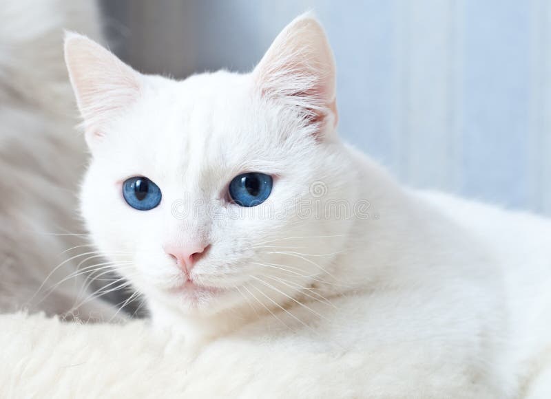Weiße Tiger Mit Blauen Augen : 5 wunderschöne Katzenrassen mit blauen Augen