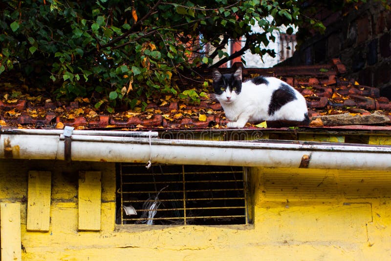 Weiße Katze mit den schwarzen Flecken, die auf dem Dach sitzen lizenzfreies stockbild Weiße Katze mit den schwarzen Flecken, die auf dem Dach sitzen lizenzfreies stockbild