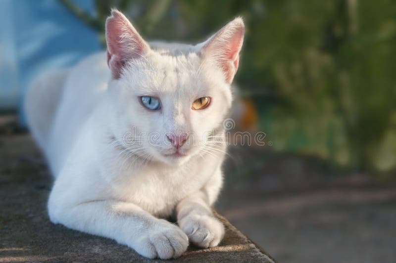 Weiße Katze mit der unterschiedlichen Augenfarbe, die in der Straße liegt lizenzfreie stockfotos Weiße Katze mit der unterschiedlichen Augenfarbe, die in der Straße liegt lizenzfreie stockfotos