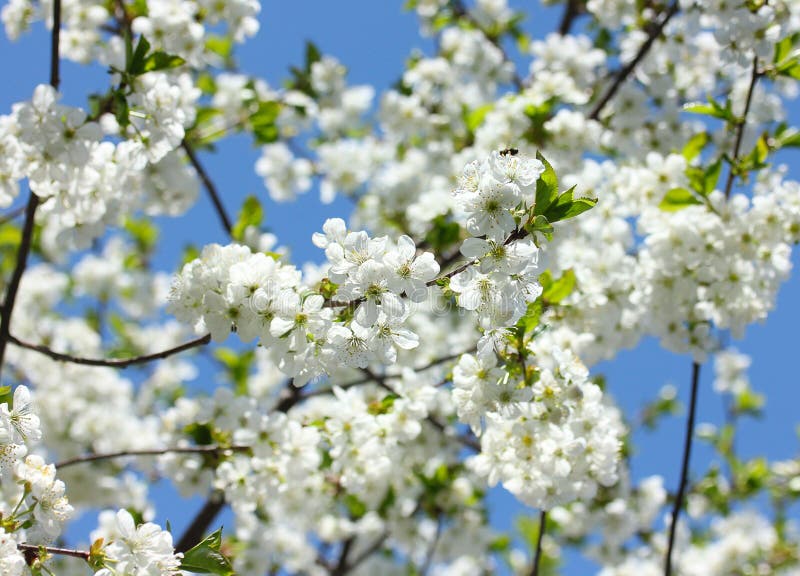 Weiße Kirschblüten lizenzfreies stockfoto Weiße Kirschblüten lizenzfreies stockfoto