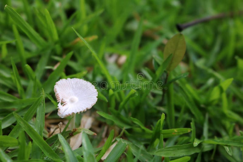 Weiße Pilze auf dem Rasen stockfoto. Bild von gift, hintergrund 86951538