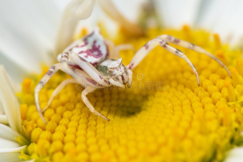 Weiße Krabbenspinne auf weißer Blume, Abschluss oben Misumena vatia lizenzfreies stockbild Weiße Krabbenspinne auf weißer Blume, Abschluss oben Misumena vatia lizenzfreies stockbild
