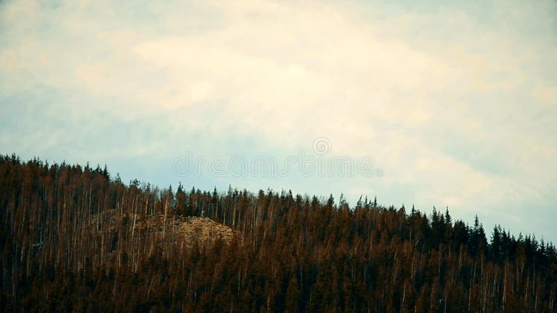 Weiße Kumuluswolken bewegen sich schnell über Tannenbäume in den Bergen