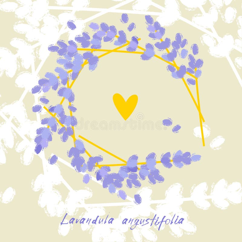 Weiße Lavendelblumen nah oben gesehen vektor abbildung Weiße Lavendelblumen nah oben gesehen vektor abbildung