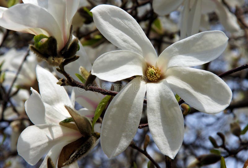 Weiße Magnolieblumen stockfotografie Weiße Magnolieblumen stockfotografie