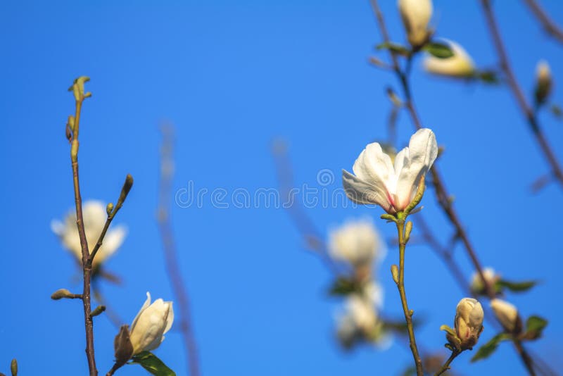 Weiße Magnolienblüte auf Hintergrund des blauen Himmels lizenzfreie stockfotografie Weiße Magnolienblüte auf Hintergrund des blauen Himmels lizenzfreie stockfotografie