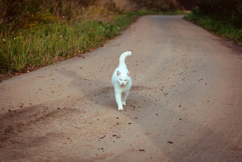 Weiße obdachlose schöne auf die Straße gehende, anstarrende und schielende Katze Eine einsame Streukatze sucht ein Haus und einen lizenzfreie stockfotografie Weiße obdachlose schöne auf die Straße gehende, anstarrende und schielende Katze Eine einsame Streukatze sucht ein Haus und einen lizenzfreie stockfotografie