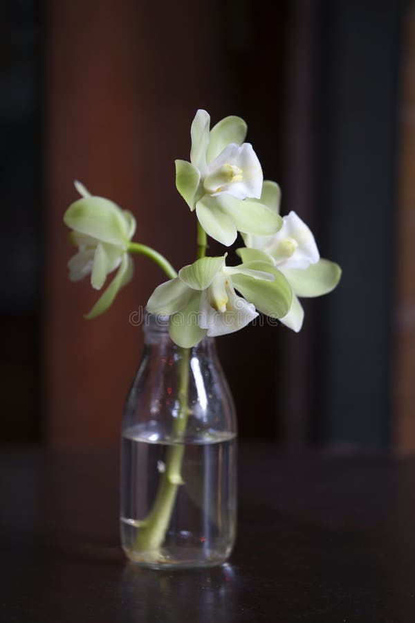 Weiße Orchidee mit einem grünlichen Farbton in einer Glasflasche auf einem Rotweinhintergrund stockfotografie Weiße Orchidee mit einem grünlichen Farbton in einer Glasflasche auf einem Rotweinhintergrund stockfotografie