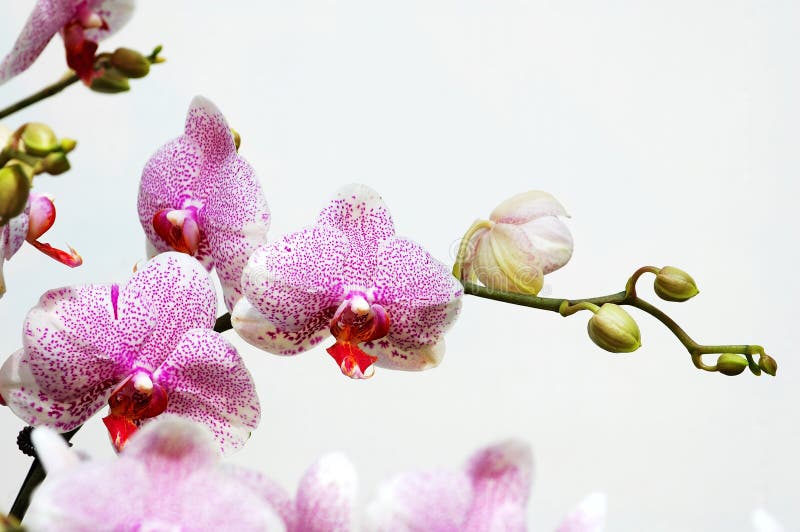 Weiße Orchidee mit rosafarbenen Punkten lizenzfreies stockbild Weiße Orchidee mit rosafarbenen Punkten lizenzfreies stockbild
