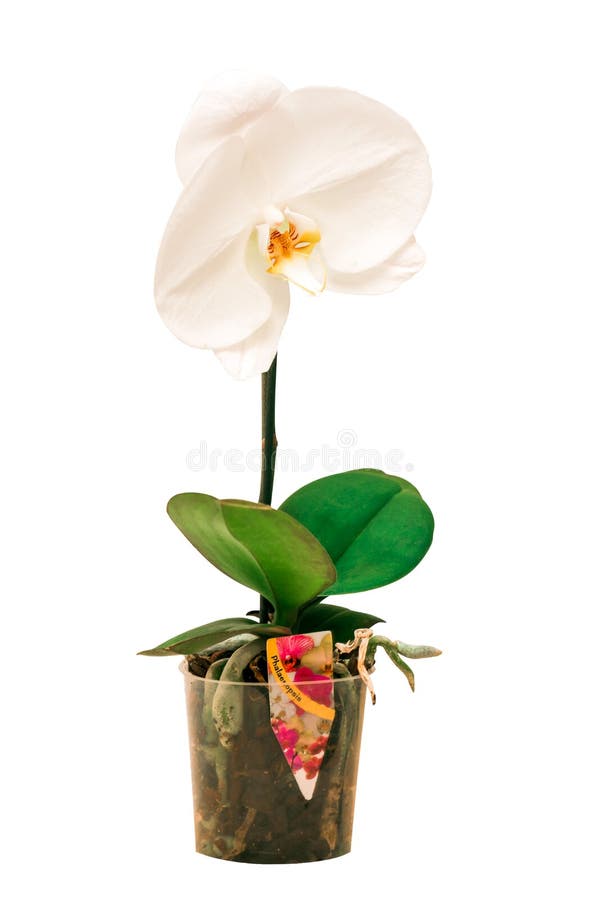 Weiße Orchidee Singolo lizenzfreie stockfotografie Weiße Orchidee Singolo lizenzfreie stockfotografie