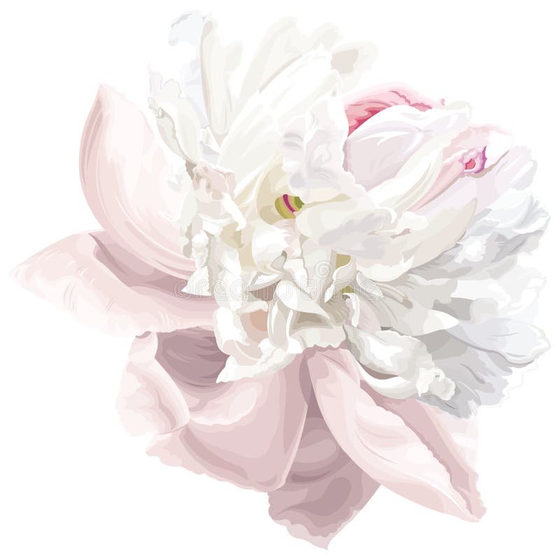Weiße Pfingstroseblume