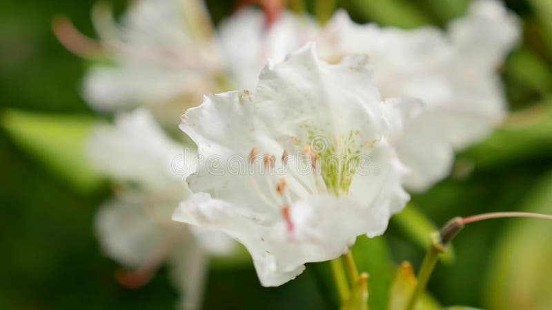 Weiße purpurrote Blumen von ein Rhododendronblütenstand Rhododendron roseum elegans