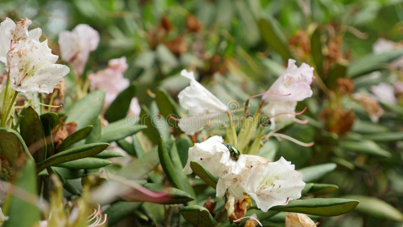 Weiße purpurrote Blumen von ein Rhododendronblütenstand Rhododendron roseum elegans