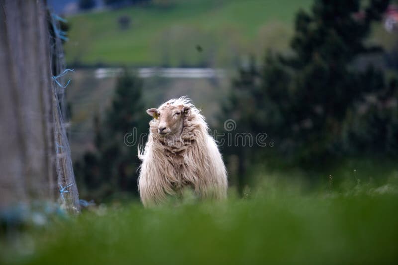 Weiße rauhaarige Schafe des Zucht latxa im Baskenland stockfoto Weiße rauhaarige Schafe des Zucht latxa im Baskenland stockfoto
