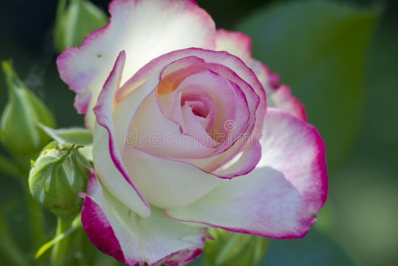 Weiße rosa Rose im Garten stockfotografie Weiße rosa Rose im Garten stockfotografie