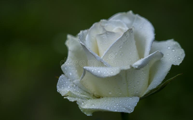 Weiße rosafarbene Blume in der Tautropfennahaufnahme auf einem Hintergrund des unscharfen Grüns lizenzfreies stockbild Weiße rosafarbene Blume in der Tautropfennahaufnahme auf einem Hintergrund des unscharfen Grüns lizenzfreies stockbild