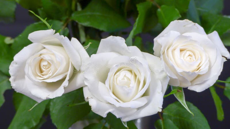 Weiße Rosen stockfotos Weiße Rosen stockfotos