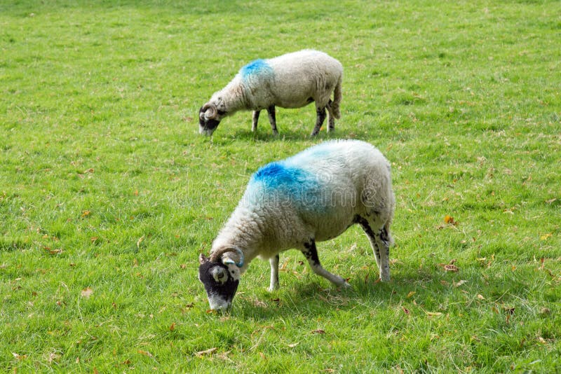 Weiße Schafe mit blauen Farbenkennzeichen stockfotos Weiße Schafe mit blauen Farbenkennzeichen stockfotos