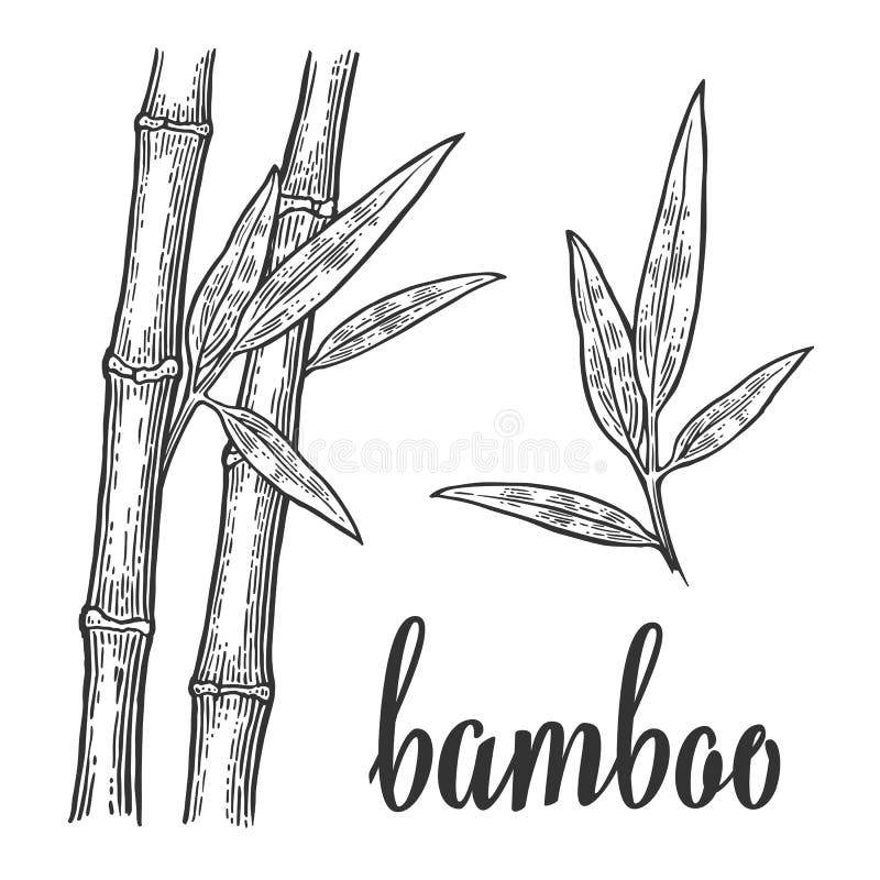 Bamboo trees with leaf white silhouettes and black outline on red circle. Hand drawn design element. Vintage vector engraving illustration for logotype, poster, web. Isolated on white background. Bamboo trees with leaf white silhouettes and black outline on red circle. Hand drawn design element. Vintage vector engraving illustration for logotype, poster, web. Isolated on white background.