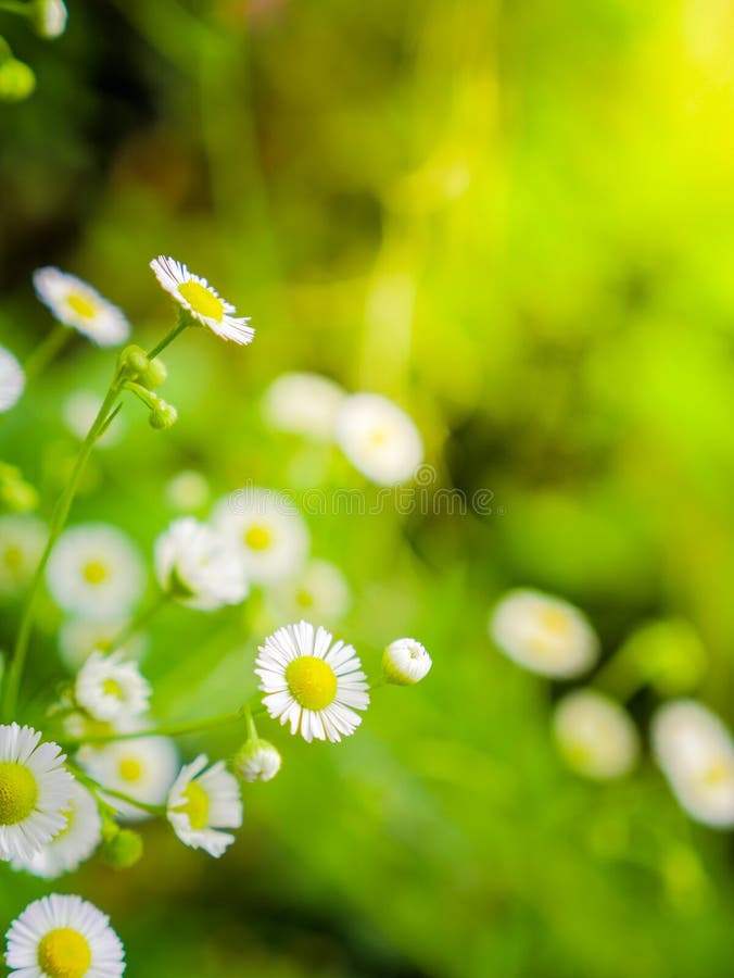 Weiße Schneiderblumen im frischen Garten stockbild Weiße Schneiderblumen im frischen Garten stockbild
