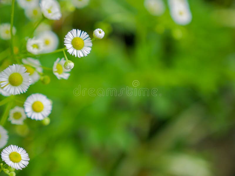 Weiße Schneiderblumen im frischen Garten stockfotografie Weiße Schneiderblumen im frischen Garten stockfotografie
