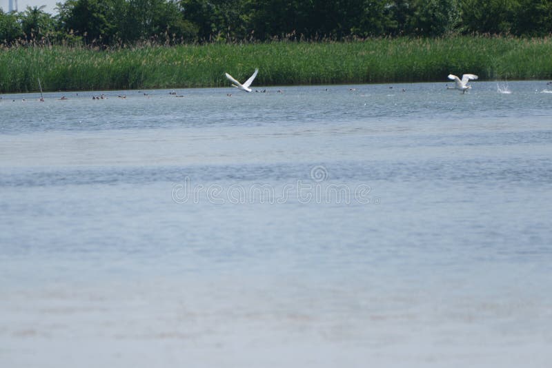 Weiße Schwäne Fliegen über Den Teich Stockfoto Bild von ufer, vogel