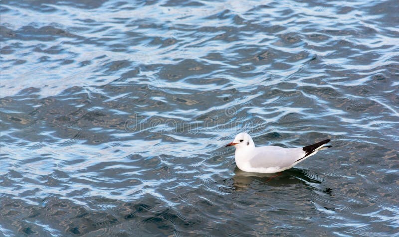 Weiße Seemöwenschwimmen im Meer Seevogel Helle Farben lizenzfreie stockfotografie Weiße Seemöwenschwimmen im Meer Seevogel Helle Farben lizenzfreie stockfotografie