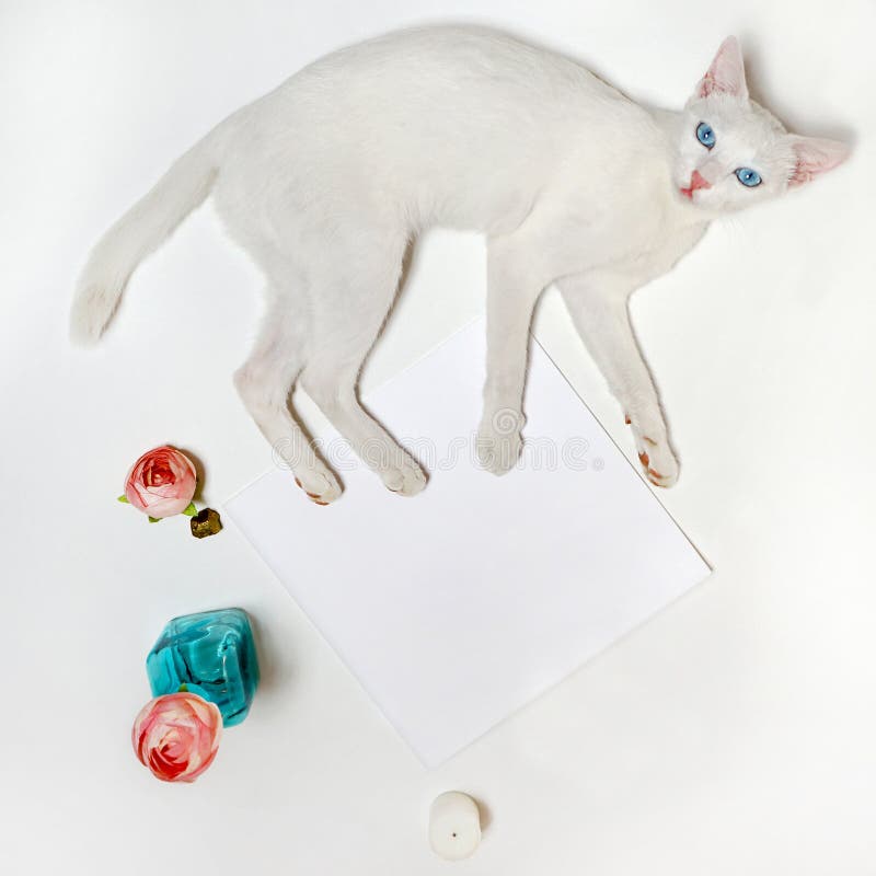 White cute cat with blue eyes over white table. With pink roses and turquoise glass bottle. Modern trend template for advertising. Product mockup. White cute cat with blue eyes over white table. With pink roses and turquoise glass bottle. Modern trend template for advertising. Product mockup.