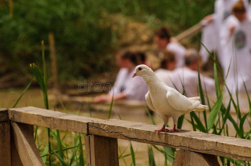 Weiße Taube auf der Bank der Fluss Jordans.
