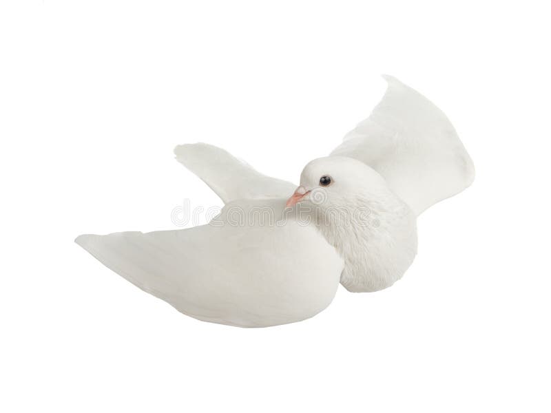 Weiße Taube im Flug auf einem weißen stockfotografie Weiße Taube im Flug auf einem weißen stockfotografie