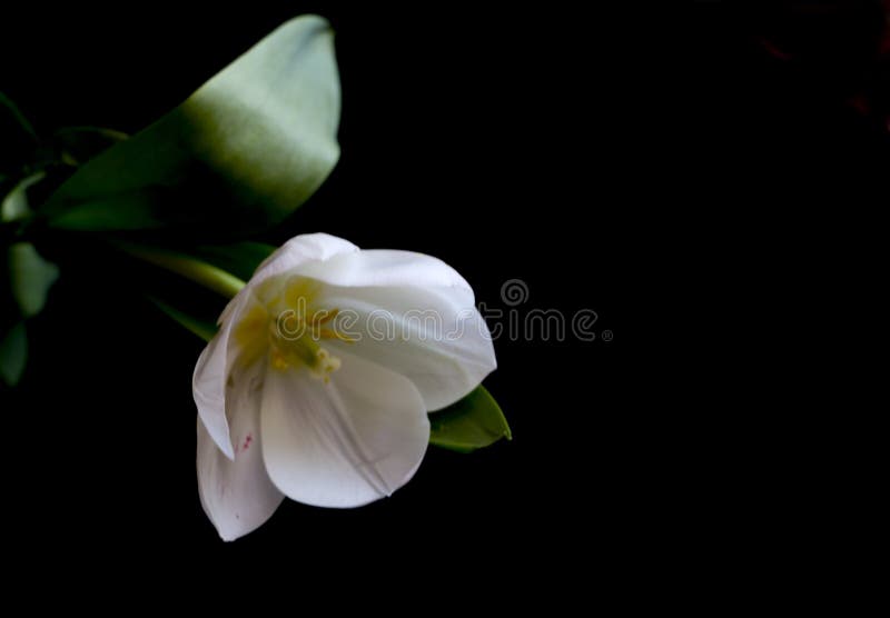Weiße Tulpe auf einem schwarzen Hintergrund eine empfindliche Tulpenblume mit den weißen Blumenblättern und den hellgrünen Blätte lizenzfreie stockfotos Weiße Tulpe auf einem schwarzen Hintergrund eine empfindliche Tulpenblume mit den weißen Blumenblättern und den hellgrünen Blätte lizenzfreie stockfotos