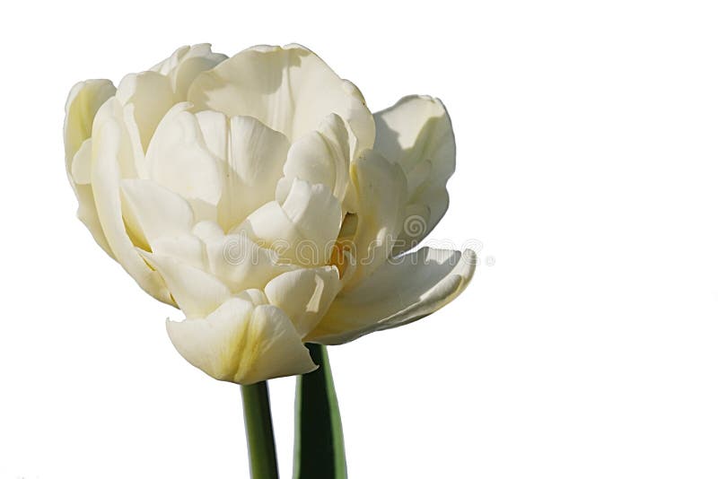 Weiße Tulpenblume, Berg-Tacoma-Kreuzung, in der vollen Blüte lizenzfreie stockbilder Weiße Tulpenblume, Berg-Tacoma-Kreuzung, in der vollen Blüte lizenzfreie stockbilder