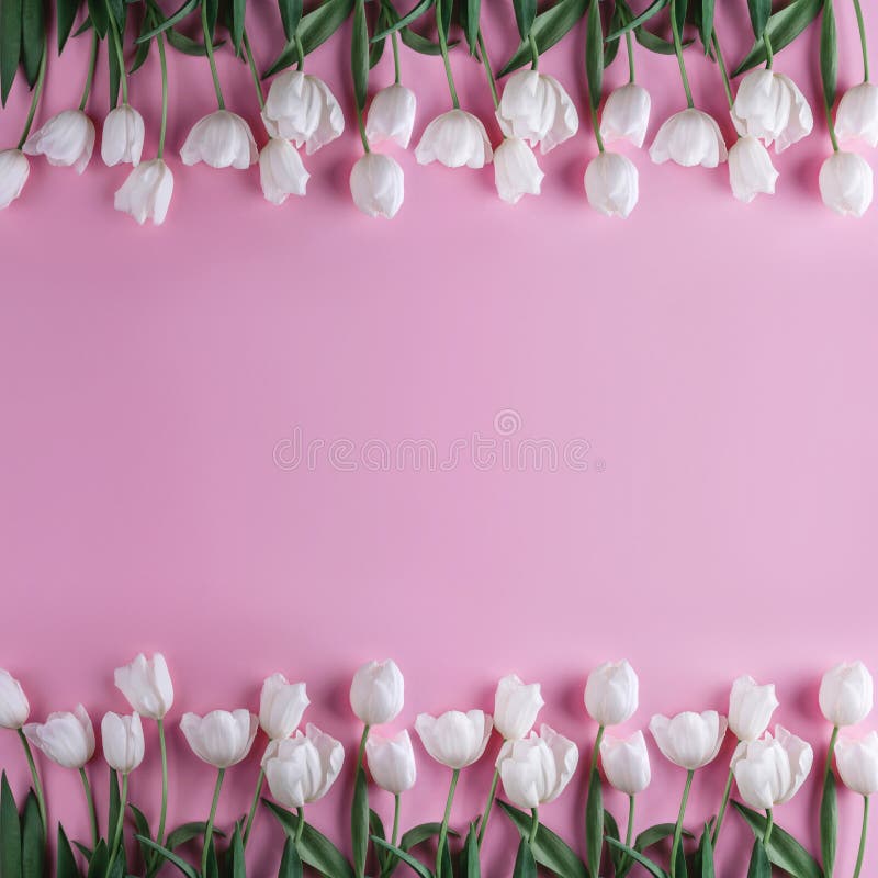 Weiße Tulpenblumen über hellrosa Hintergrund Grußkarte oder Hochzeitseinladung stockfotografie Weiße Tulpenblumen über hellrosa Hintergrund Grußkarte oder Hochzeitseinladung stockfotografie