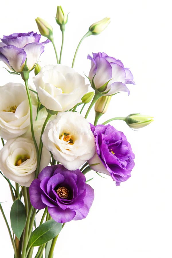 Weiße und lila Eustoma-Blumen in Weiß stock abbildung