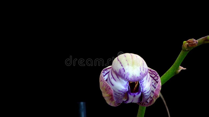Weiße und purpurrote OrchideenZeitspanne