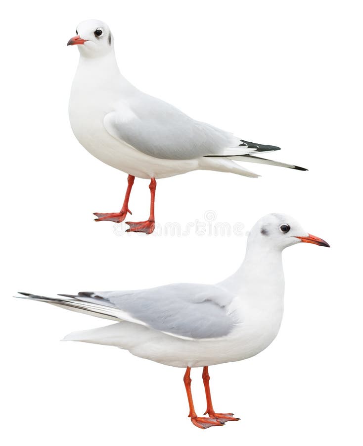 Weiße Vogelseemöwe getrennt stockfotos Weiße Vogelseemöwe getrennt stockfotos