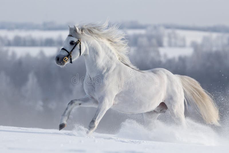 White Welsh horse runs gallop on the hill in winter. White Welsh horse runs gallop on the hill in winter