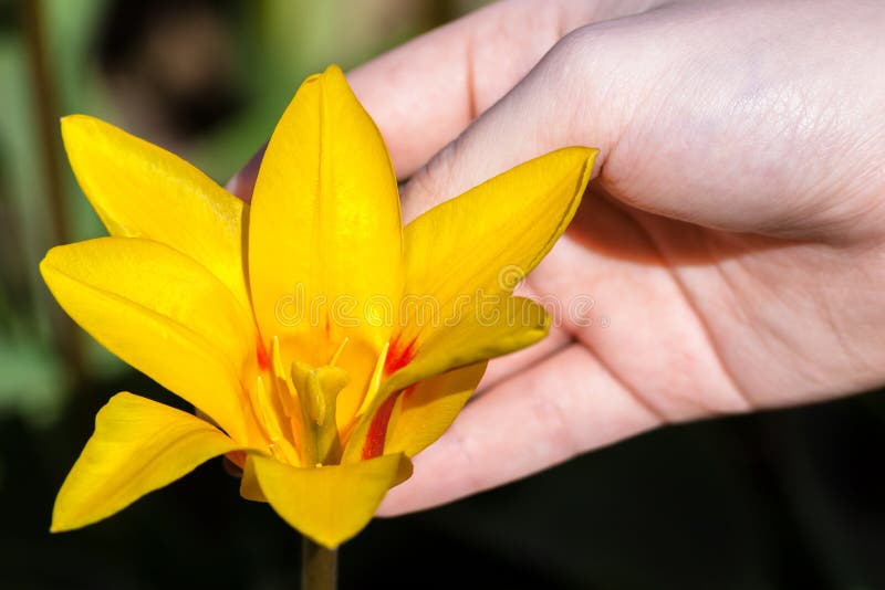 weiße weibliche Hand hält eine Tulpenblume, die im Garten wächst