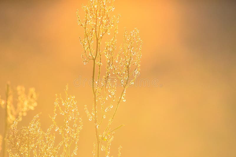 Weiße Wildflowers, die auf Wiese bei Sonnenuntergang wachsen stockbild Weiße Wildflowers, die auf Wiese bei Sonnenuntergang wachsen stockbild
