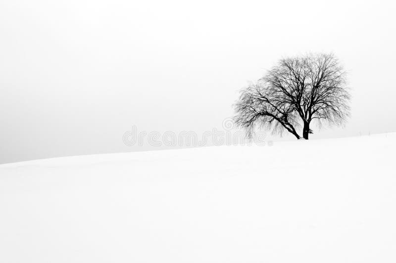 Weiße Winterszene mit einem Baum lizenzfreie stockfotos Weiße Winterszene mit einem Baum lizenzfreie stockfotos