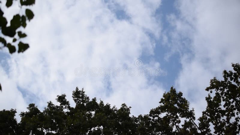 Weiße Wolkenbewegung über Oberteilen Bäumen