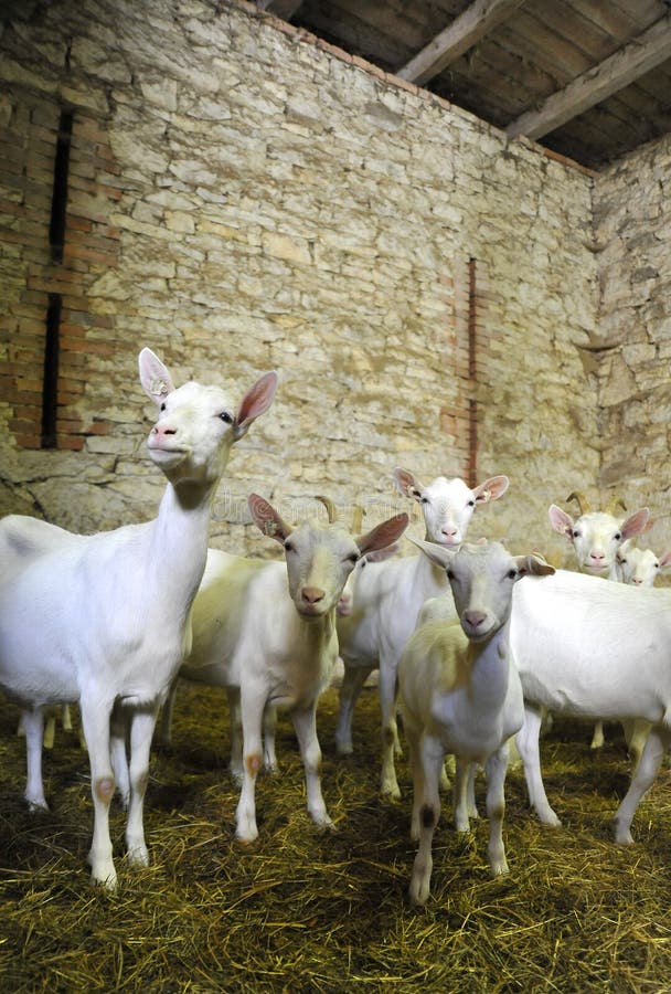 Young goat herd is the stone barn - hight. Young goat herd is the stone barn - hight