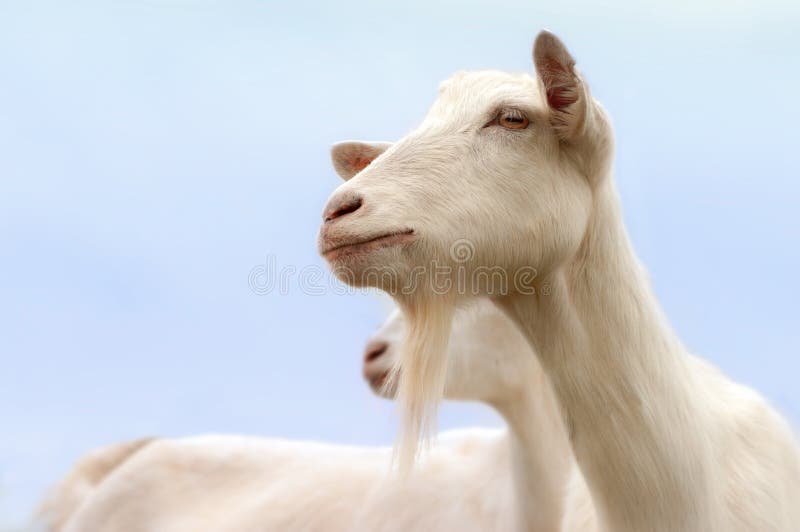 Weiße Ziegen stockfotografie Weiße Ziegen stockfotografie