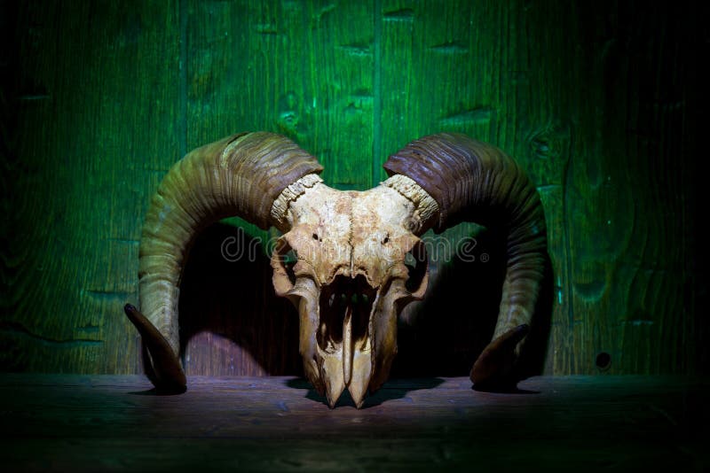 Weißer alter RAM-Schädel auf grüner hölzerner Wand lizenzfreies stockbild Weißer alter RAM-Schädel auf grüner hölzerner Wand lizenzfreies stockbild