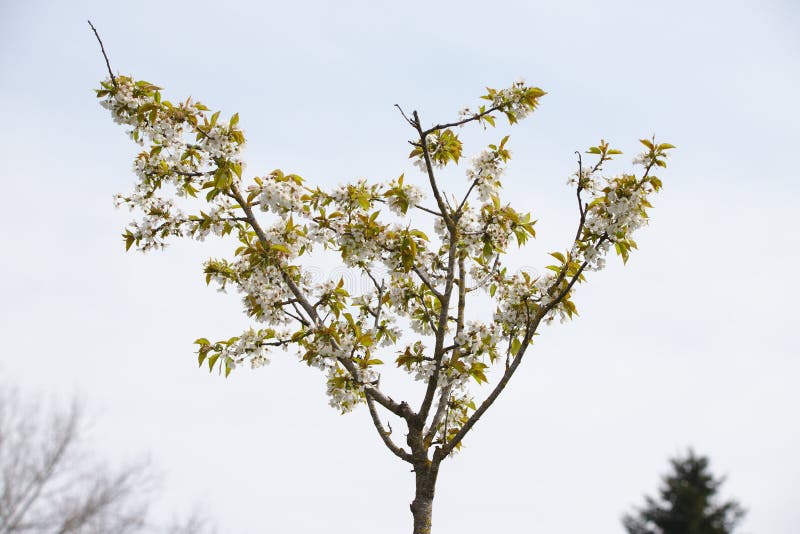 Weißer blühender wilder Kirschbaum stockfotografie Weißer blühender wilder Kirschbaum stockfotografie