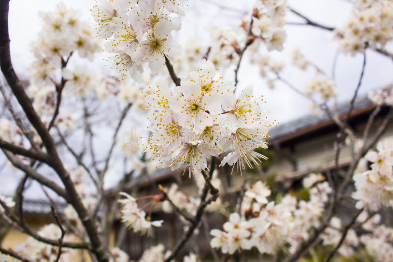 Weißer Cherry Blossom, Cerasus-Blume lizenzfreies stockfoto Weißer Cherry Blossom, Cerasus-Blume lizenzfreies stockfoto