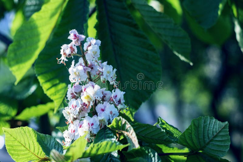 Weißer Kastanienblumenabschluß oben auf Hintergrund von grünen Blättern lizenzfreies stockfoto Weißer Kastanienblumenabschluß oben auf Hintergrund von grünen Blättern lizenzfreies stockfoto