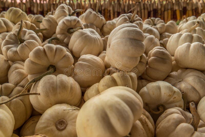Weißer Mini-Kürbis lizenzfreie stockbilder Weißer Mini-Kürbis lizenzfreie stockbilder