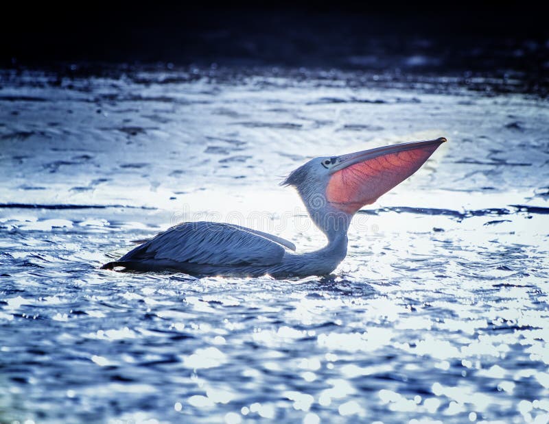 Weißer Pelikan, Pelecanus rufescens schwimmt in der Lagune des Meeres in Afrika, Senegal Es ist ein Foto von Vögeln in der Natur lizenzfreies stockfoto Weißer Pelikan, Pelecanus rufescens schwimmt in der Lagune des Meeres in Afrika, Senegal Es ist ein Foto von Vögeln in der Natur lizenzfreies stockfoto